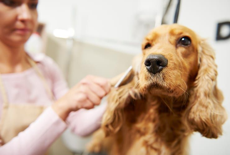 O que é a tosquia e grooming para cães e gatos?