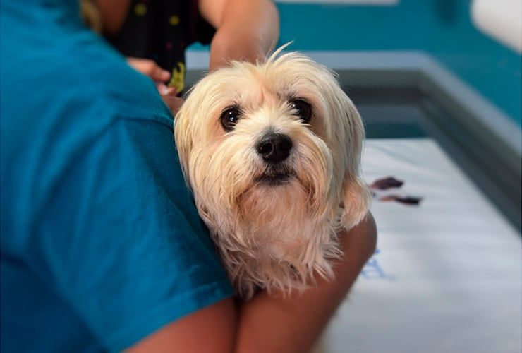 Auxiliar de Veterinária ou Auxiliar de Fisioterapia e Reabilitação Animal: que curso escolher?