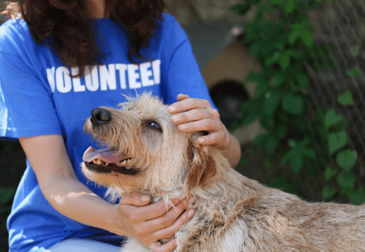 Voluntariado com animais: em que consiste e como funciona?