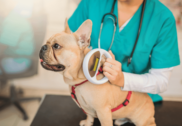 Para que serve o microchip nos cães e gatos