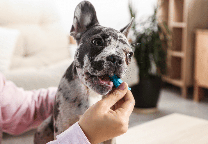 Como escovar os dentes do seu cão ou gato e por que é tão importante