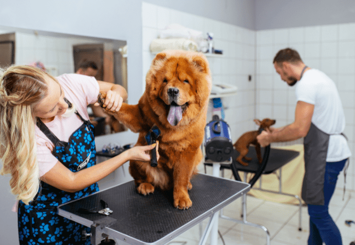 Primeira Tosquia? Dicas para Deixar o Animal Confortável