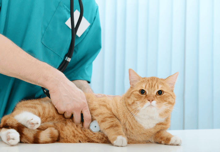 Como Preparar um Animal de Estimação para Visitar o Veterinário