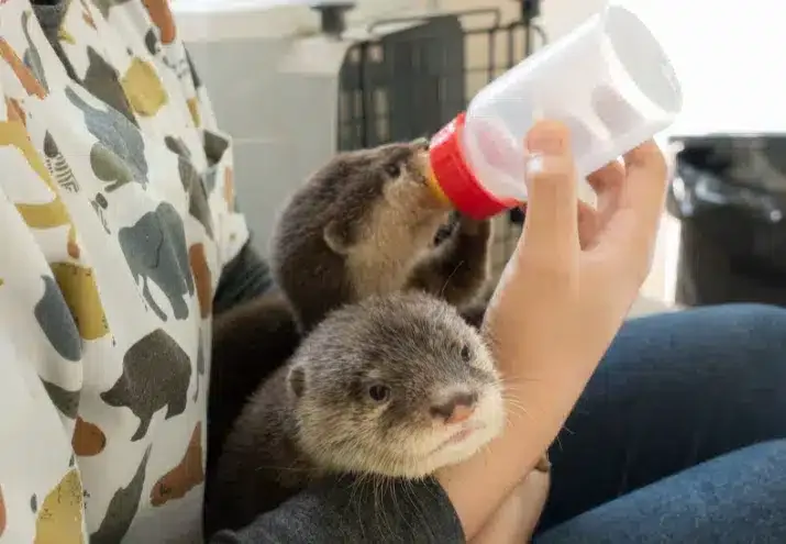 Como é o Dia a Dia de um Tratador de Animais em Zoológicos e Centros de Recuperação