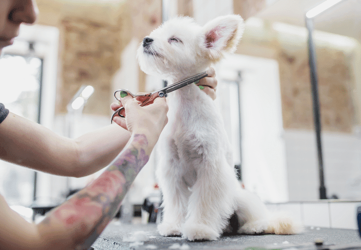 Como definir preços para serviços de grooming: fatores a considerar
