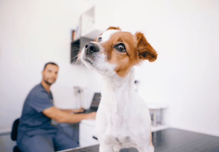 Como lidar com animais agressivos ou medrosos na clínica veterinária