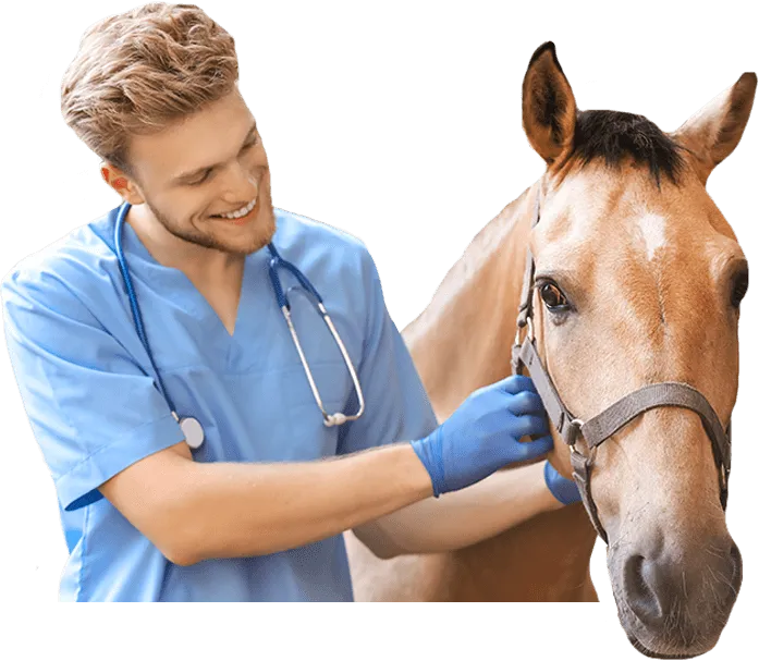 Auxiliar de Veterinária de Equinos